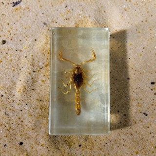 Véritable petit scorpion dans un bloc en Plexiglas vintage